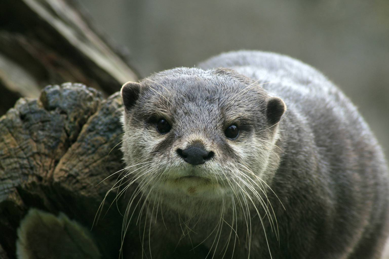 After 185 years, the Asian small-clawed otter—world’s tiniest otter—rediscovered in Nepal
