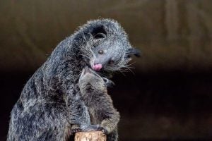 Can you keep a binturong as a pet? Here’s what you need to know