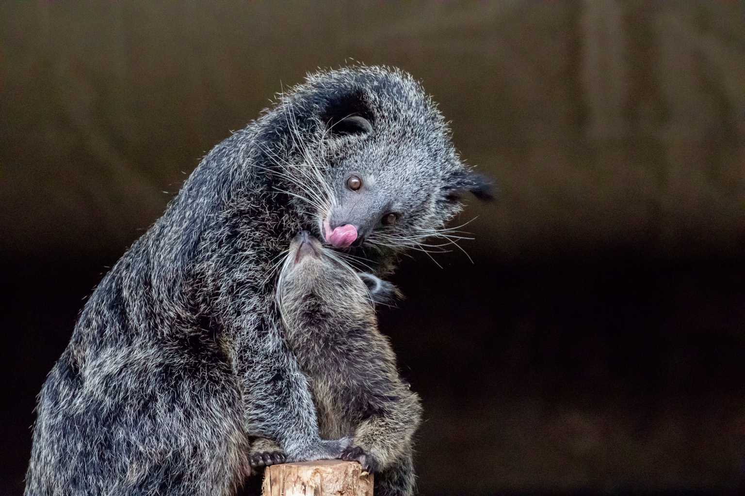 Can you keep a binturong as a pet? Here’s what you need to know