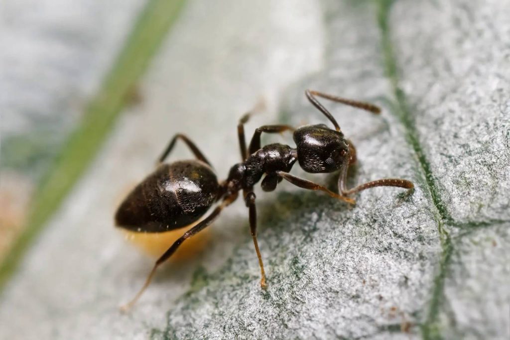 Don’t crush that ant in your home—here’s what scientists want you to know
