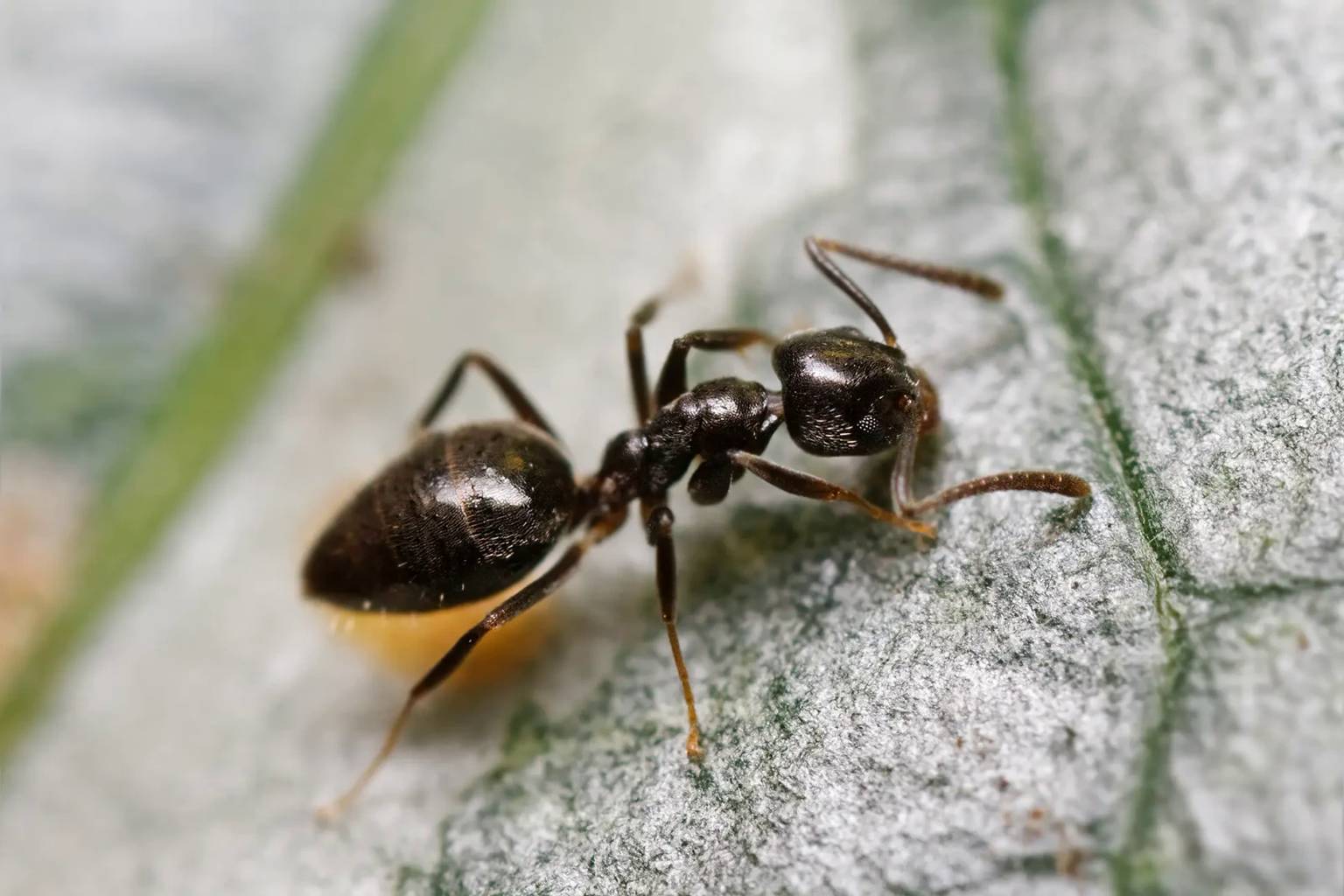 Don’t crush that ant in your home—here’s what scientists want you to know
