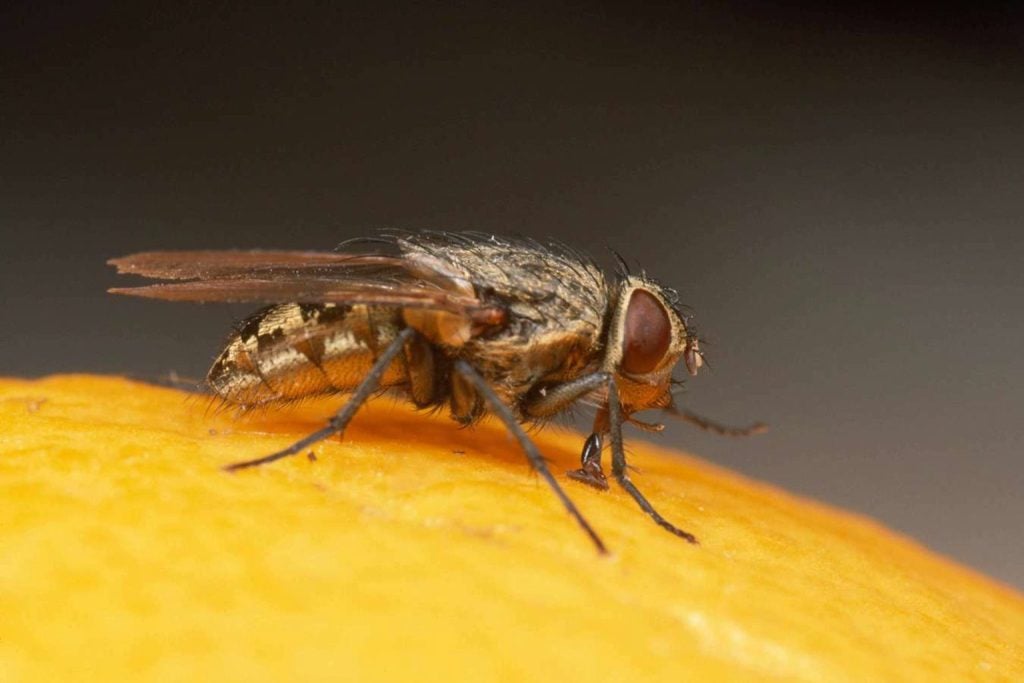 Flies in the house go away immediately with a simple home remedy