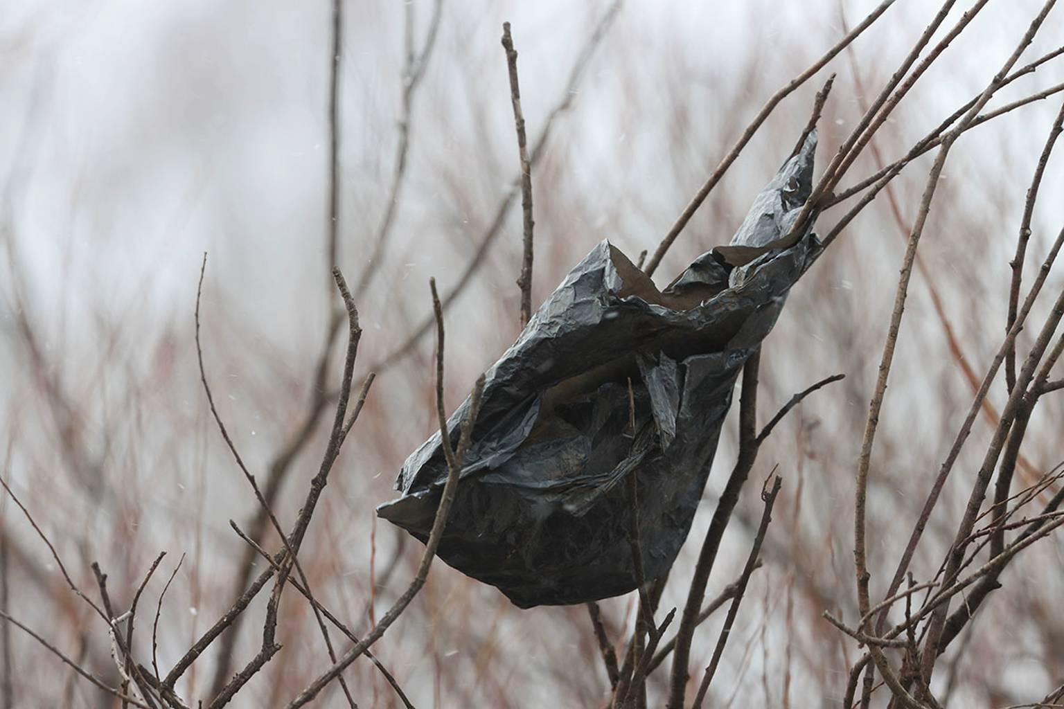 If you spot these black bags in trees, it’s best to run away