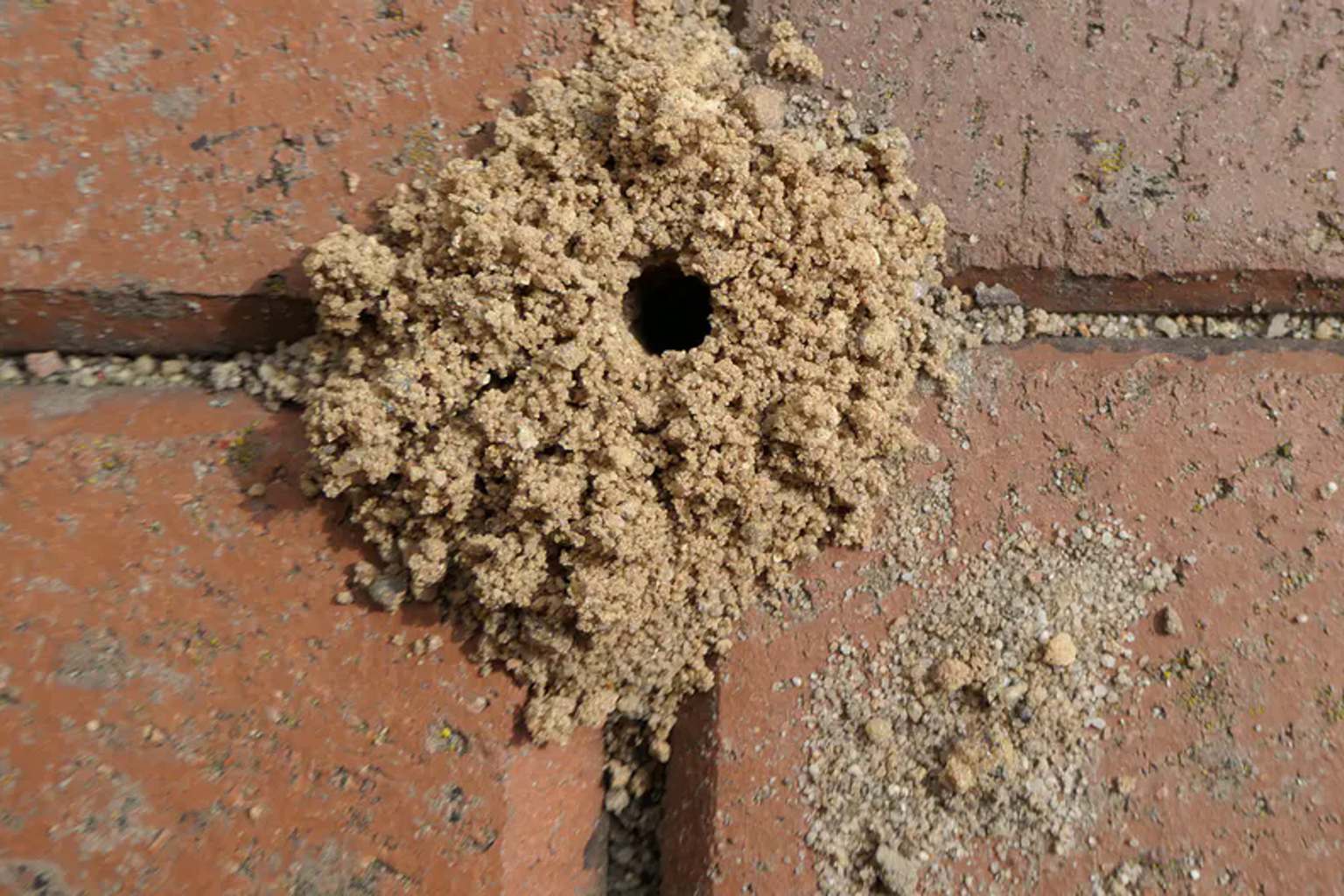 Pour it into the nest—watch the ants disappear for good