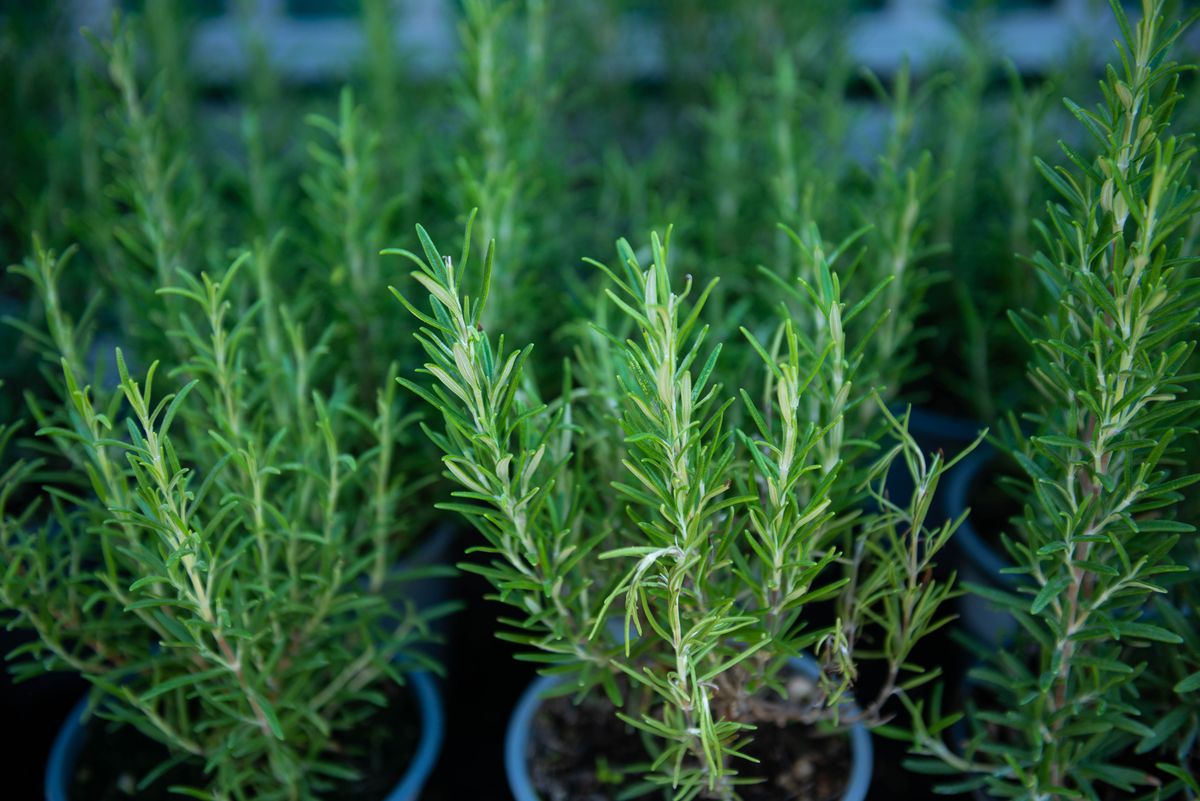 Here’s how to keep your rosemary thriving all summer—experts reveal the secret