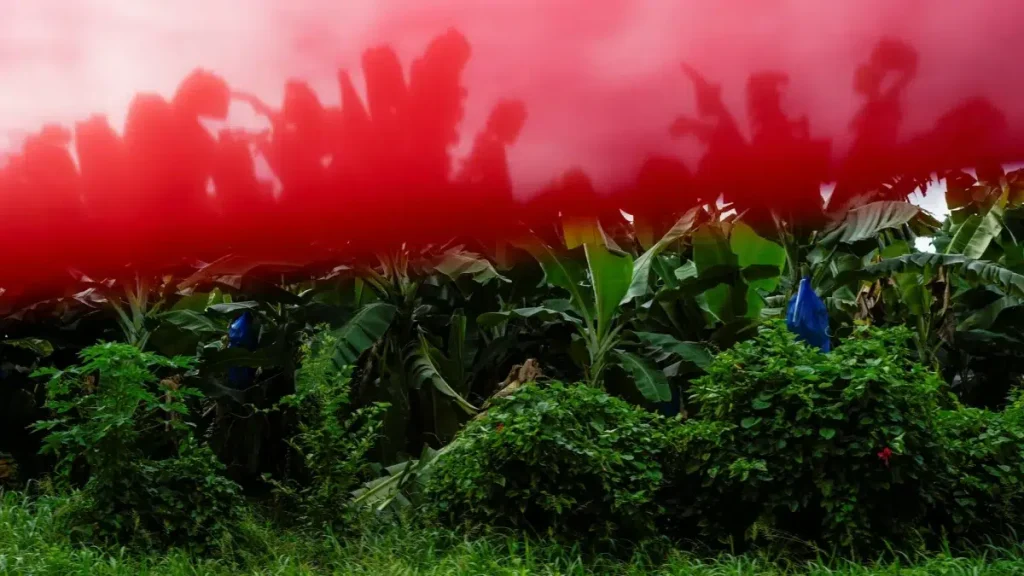 The American banana giant Chiquita announces complete layoff of its workforce in Panama