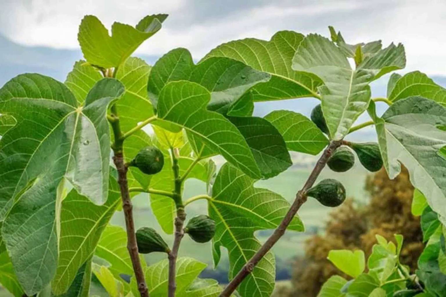 The fruit tree in your garden that's a magnet for pests (and what you can do about it)