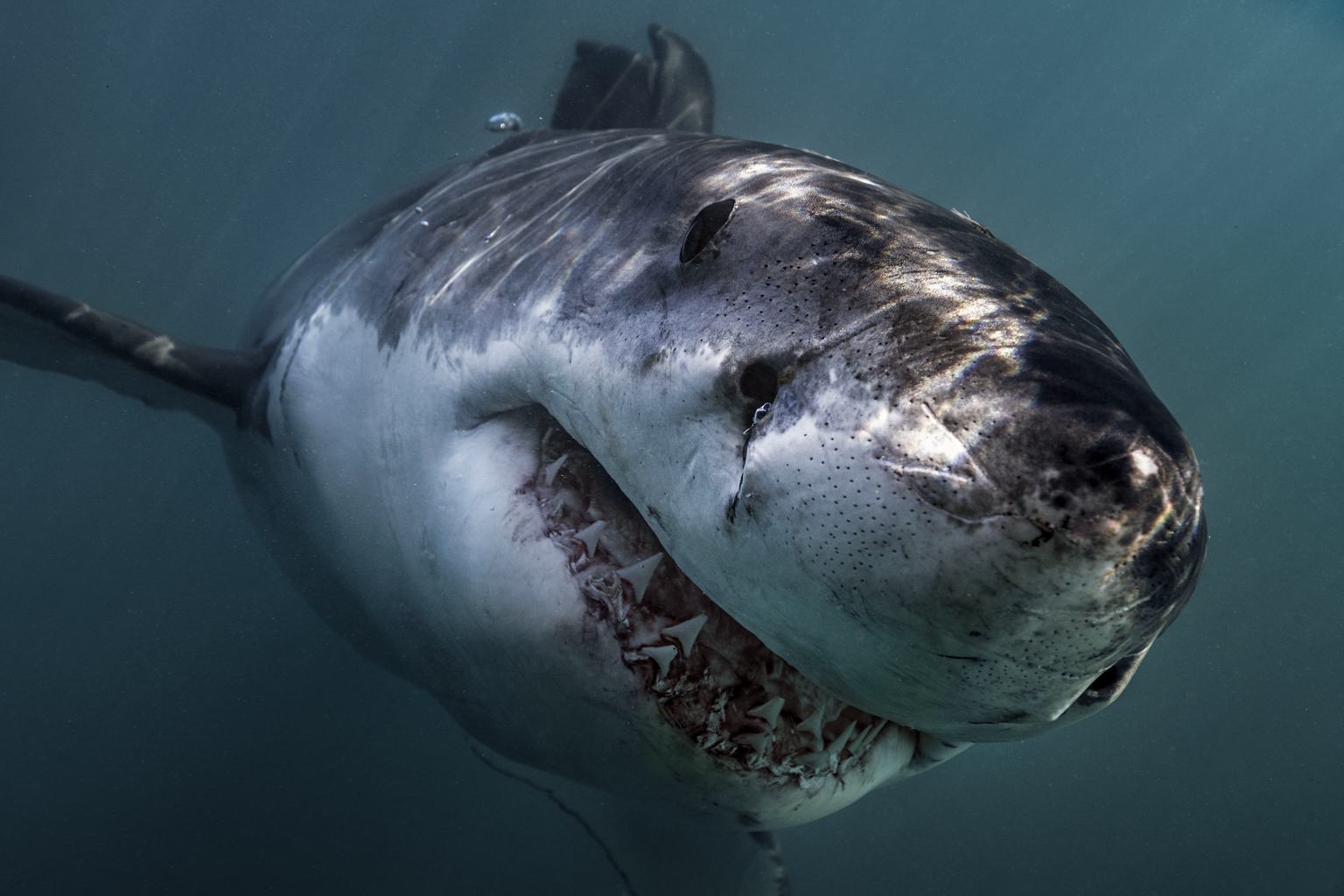 The largest great white shark ever recorded is now swimming near a popular tourist destination