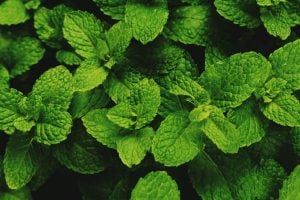 What are the healing properties of mint? Here’s what science reveals