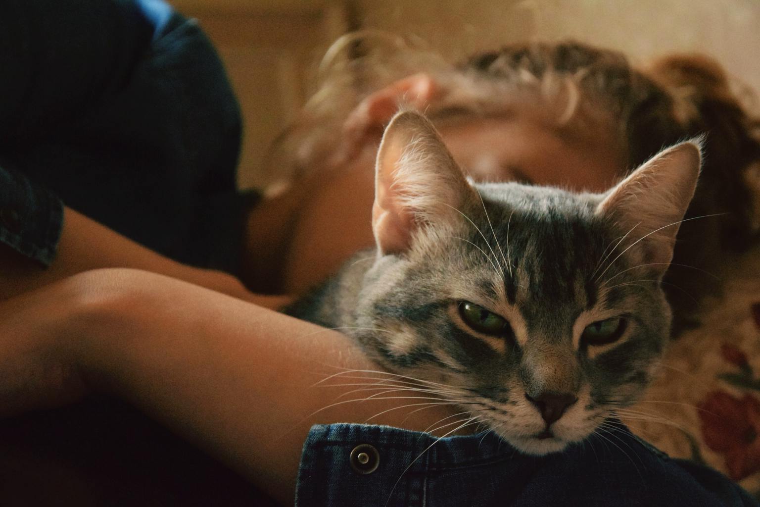 What psychology says about people who love cats: they have special traits and characteristics
