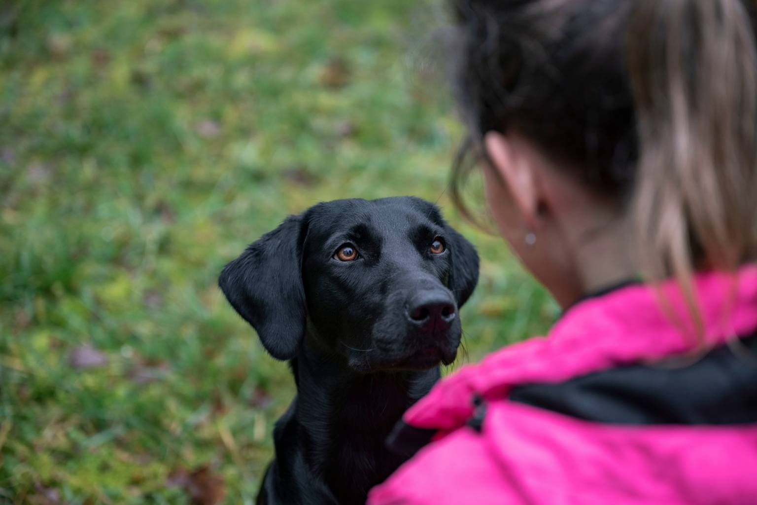 When your dog won’t leave your side, it’s not always a sign of love