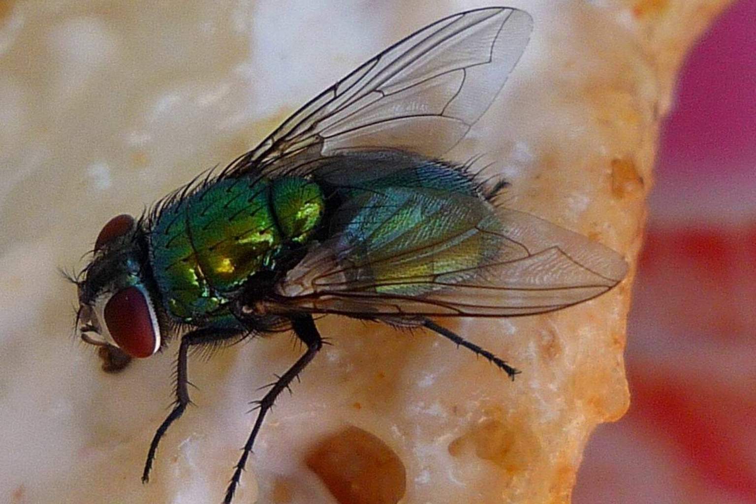 A simple aluminum foil trick to keep flies away from your home as the weather warms up