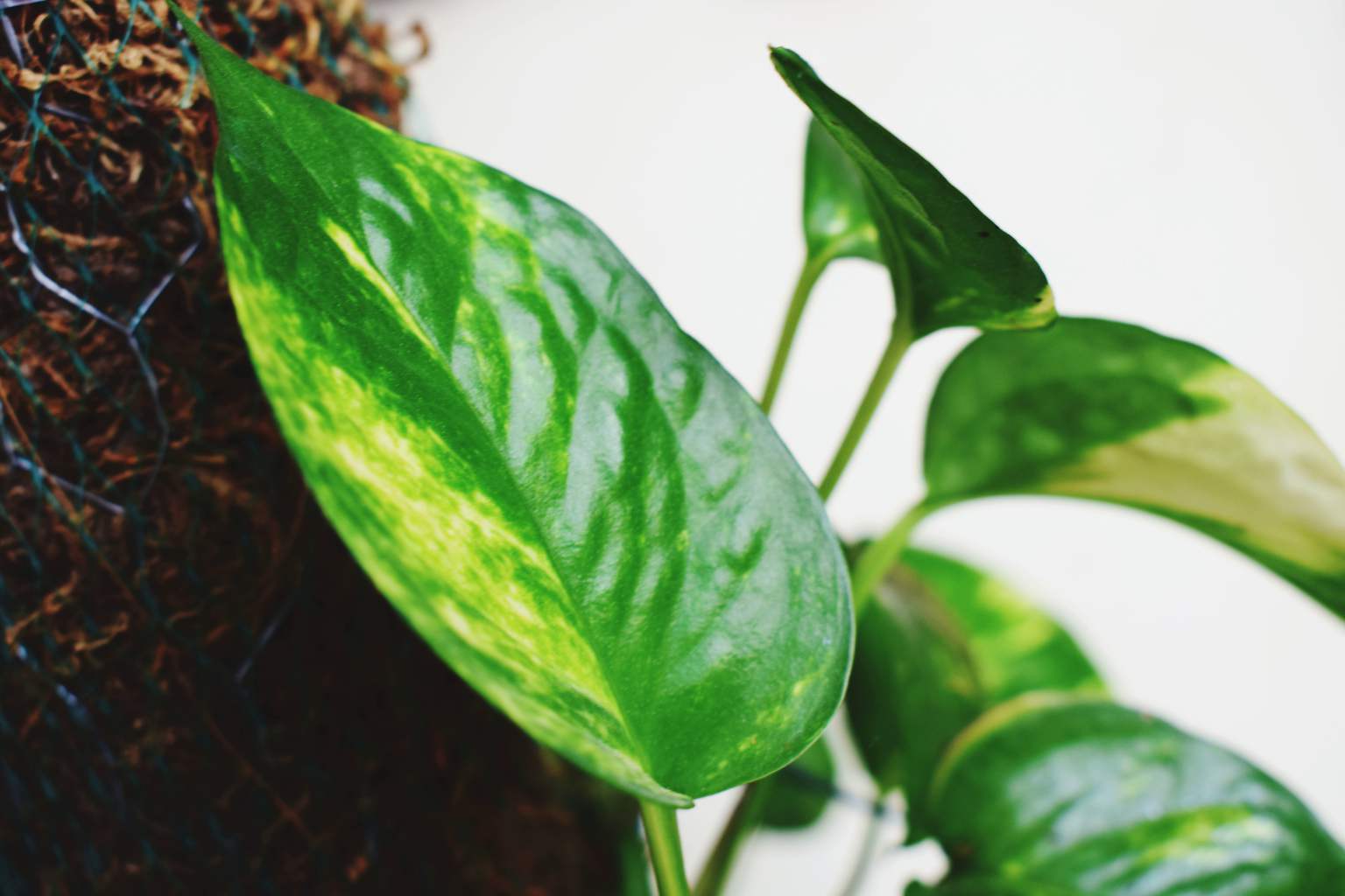 According to NASA, this common houseplant removes up to 73% of cancer-causing toxins from the air