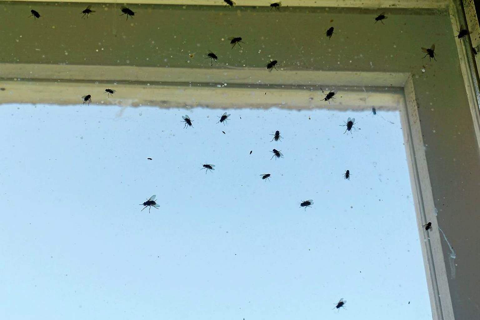 Eliminate house flies naturally with this aromatic plant you already have