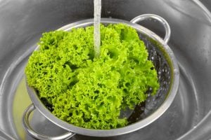 Experts reveal how to wash salad properly to remove bacteria and pesticides, and hidden critters — a simple must-do step for fresh greens