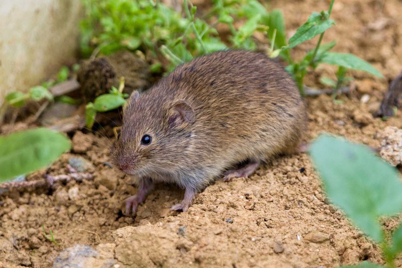 Get rid of mice and rats naturally with just one bay leaf: simple and effective tips