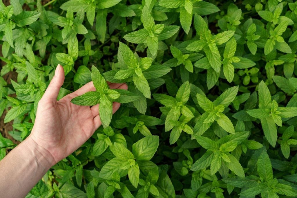 I am a gardener, and this is the plant you should have at home in summer to repel mosquitoes