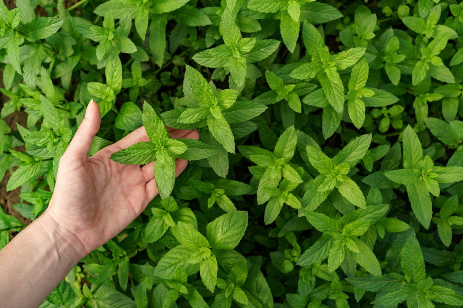 I am a gardener, and this is the plant you should have at home in summer to repel mosquitoes