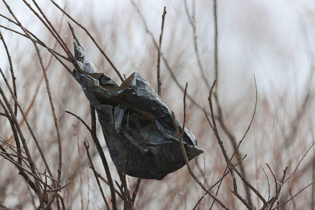 If you see black bags hanging in trees, here’s why you should stay clear