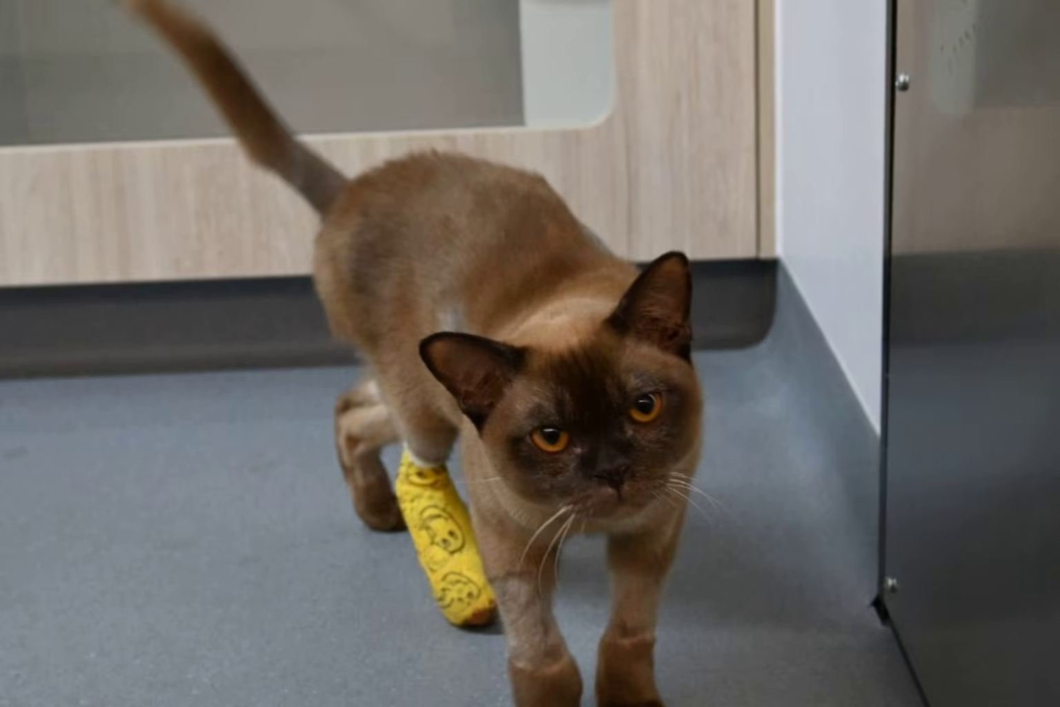Miraculous survival: cat Pablo endures entire 55-minute washing machine cycle and lives