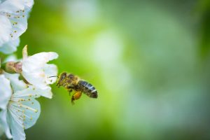 Neither citronella nor insecticide: the trick to scare away bees with an object we all have