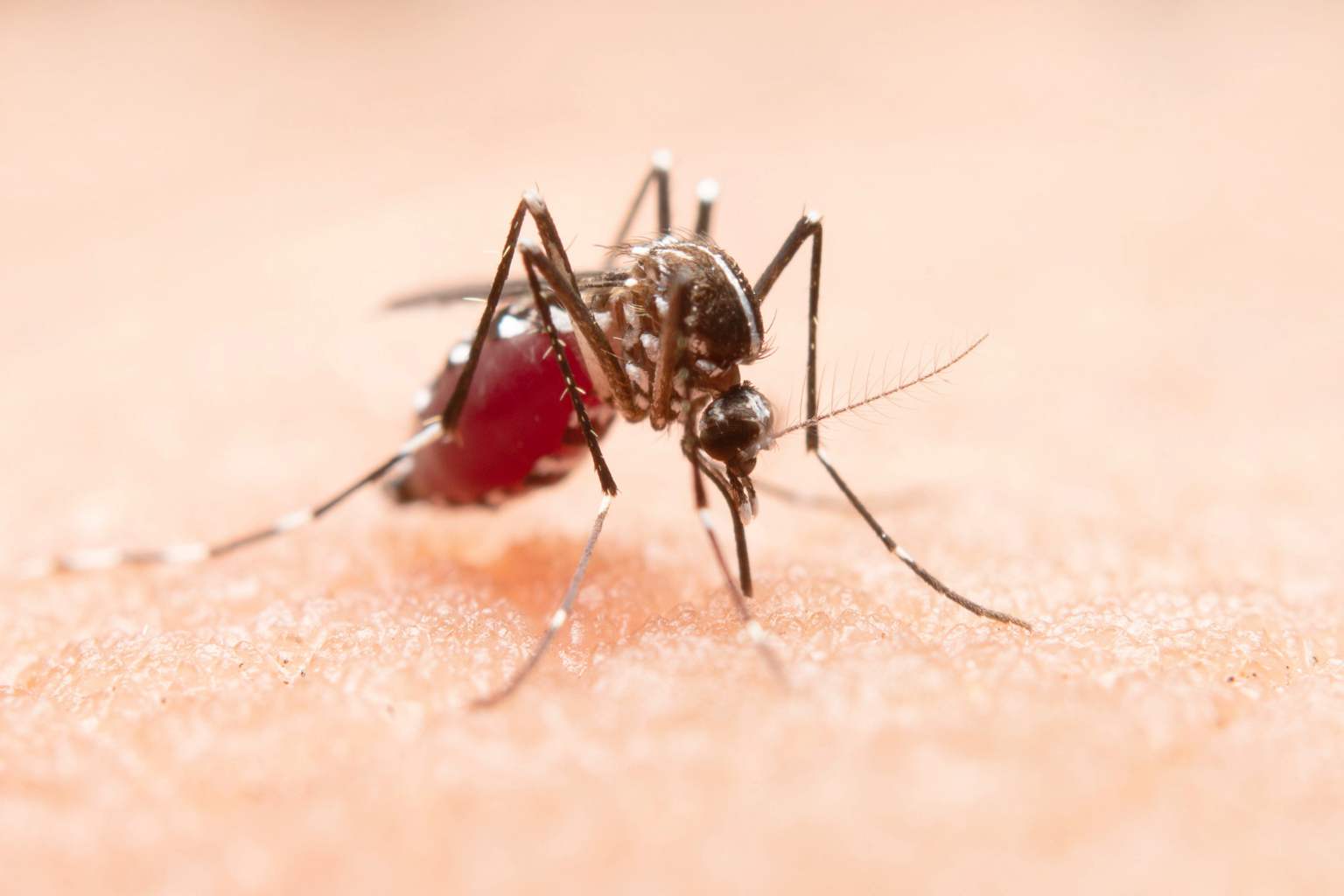 Never keep this plant at home: it’s a mosquito magnet that attracts them all