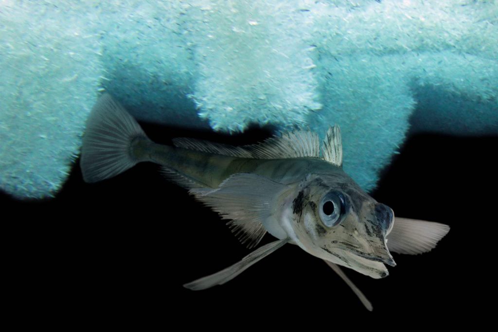 New species of dragonfish discovered under Antarctic ice after hundreds of thousands of years