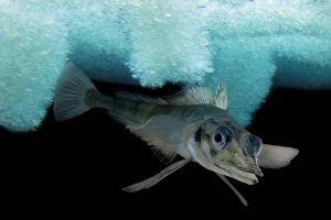 New species of dragonfish discovered under Antarctic ice after hundreds of thousands of years