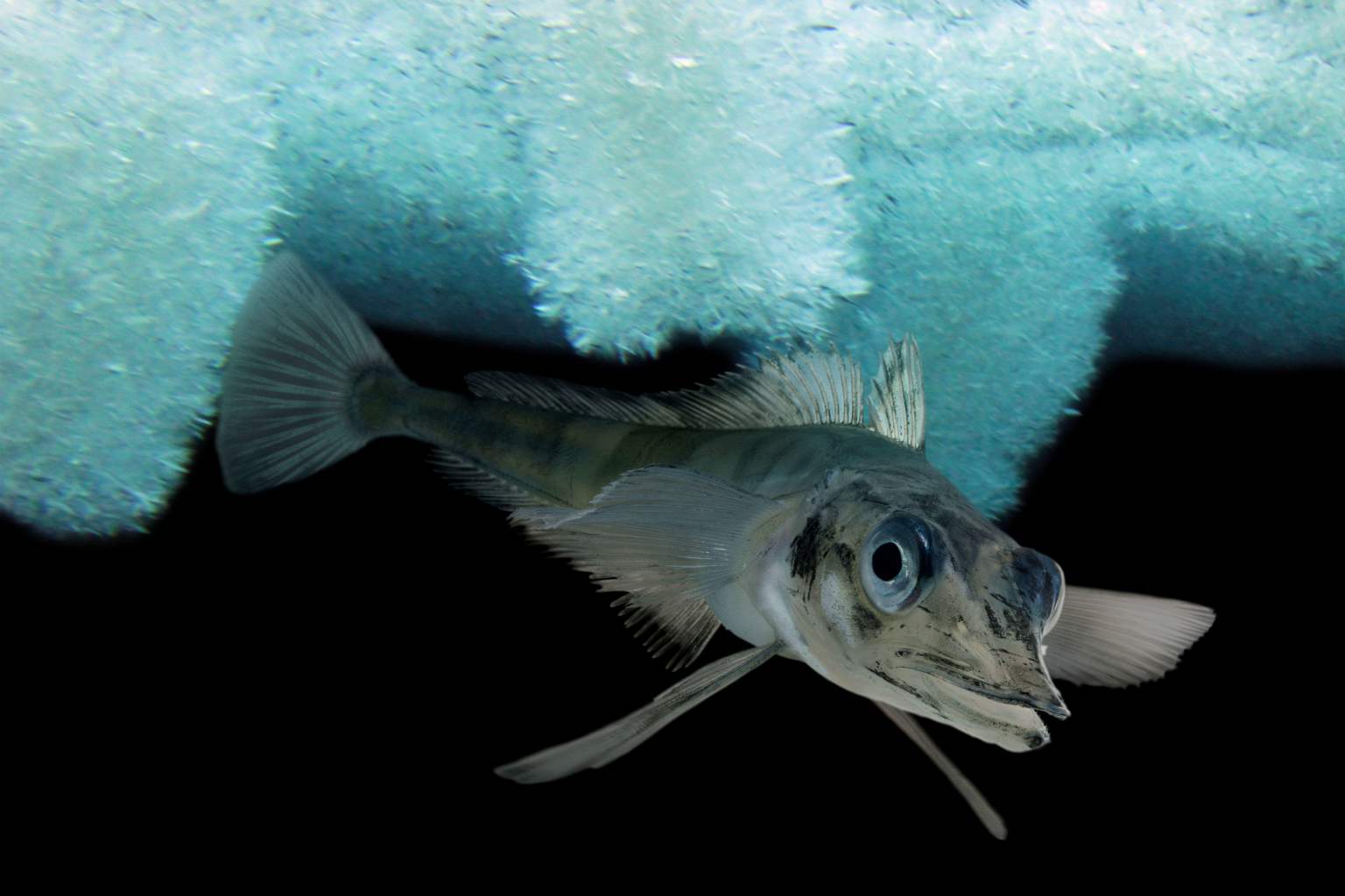New species of dragonfish discovered under Antarctic ice after hundreds of thousands of years
