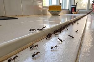 No sprays or insecticides: the trick to eliminate ant infestations with just one ingredient
