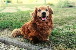 People who unconditionally love dogs have these personality traits according to psychology
