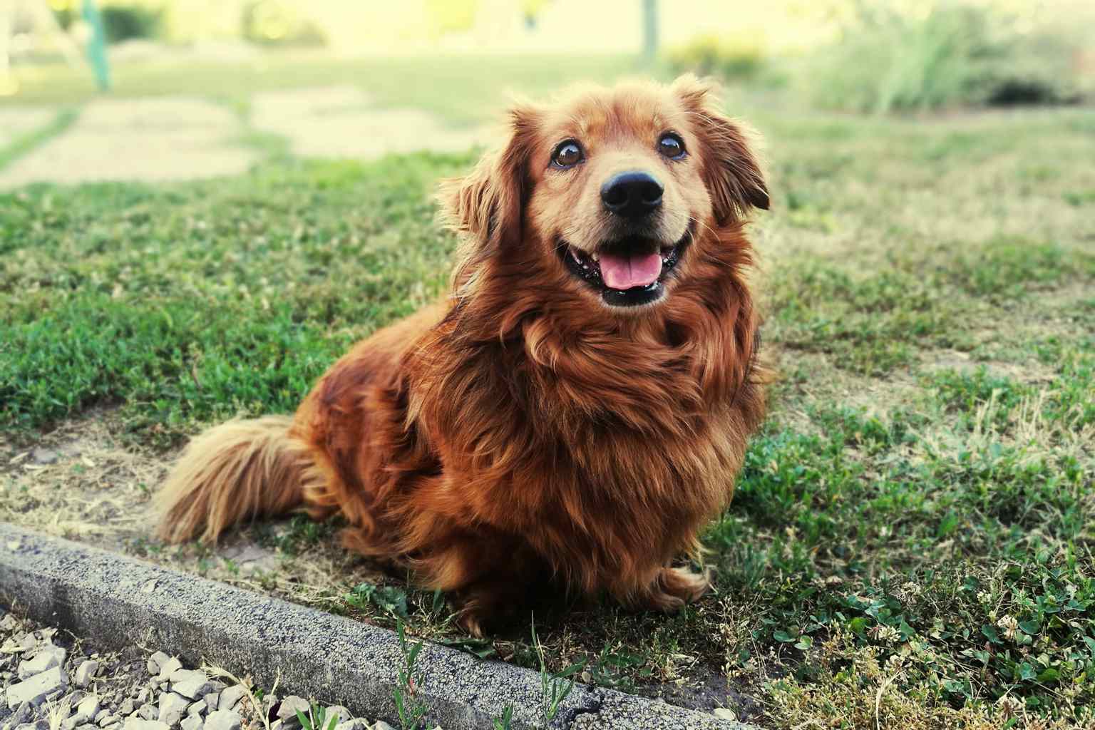 People who unconditionally love dogs have these personality traits according to psychology