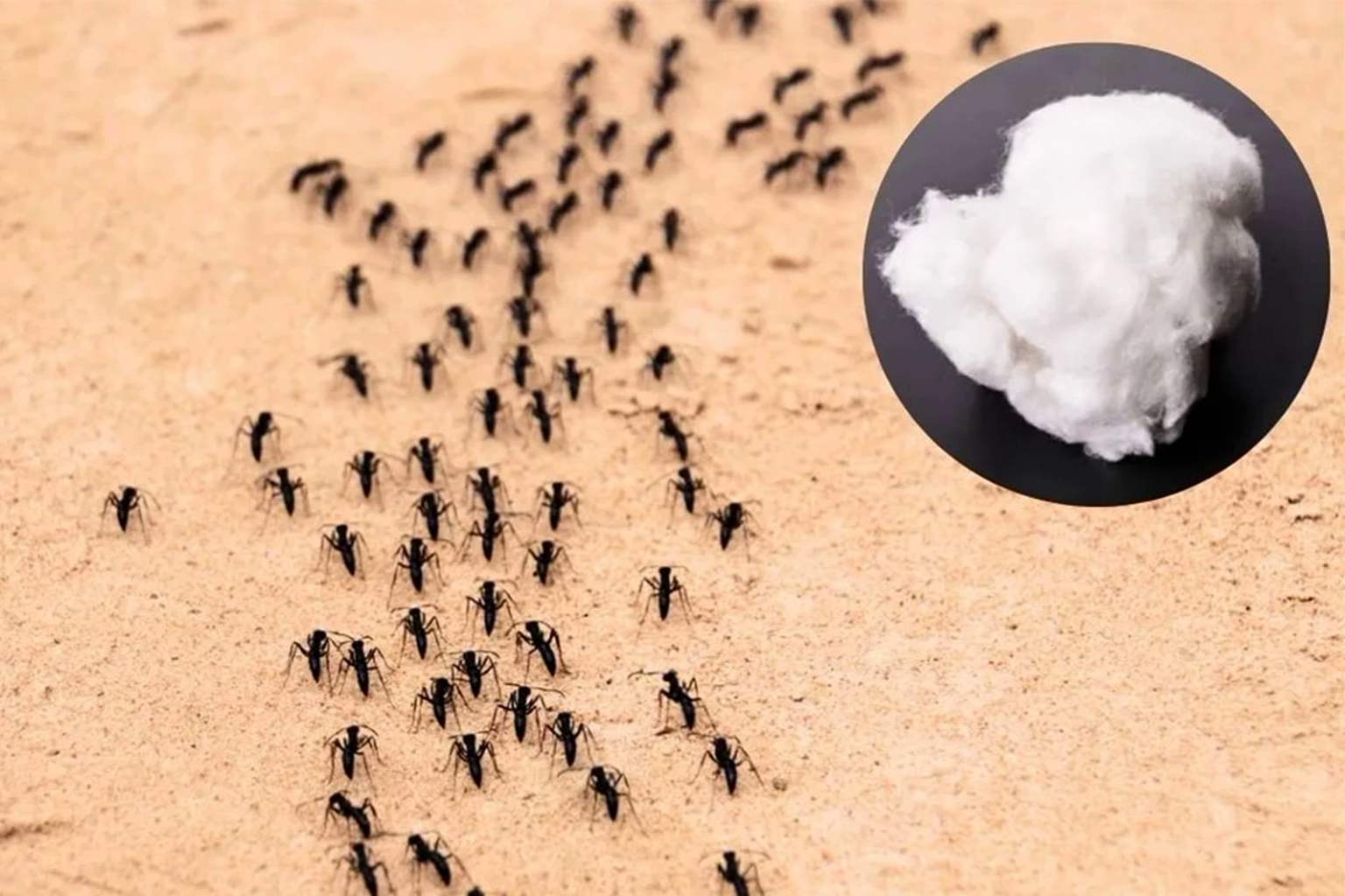 Say goodbye to ants: how to get rid of them using just a cotton ball