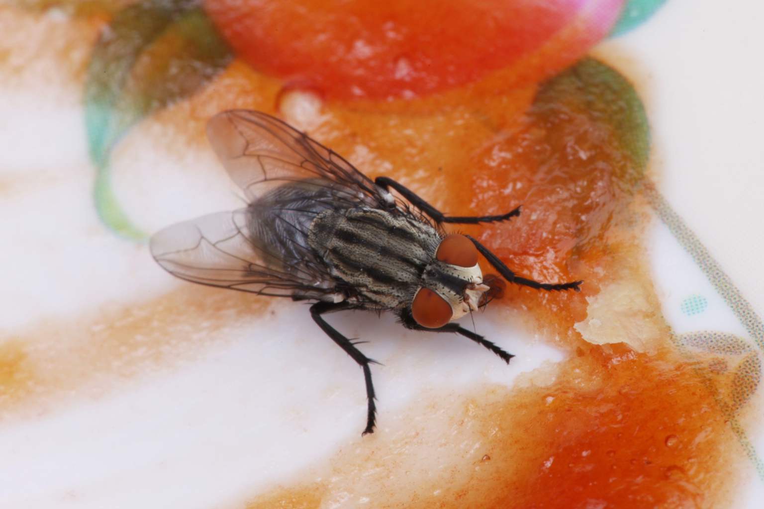 Say goodbye to flies: the two spices to put in your trash can for a fly-free summer