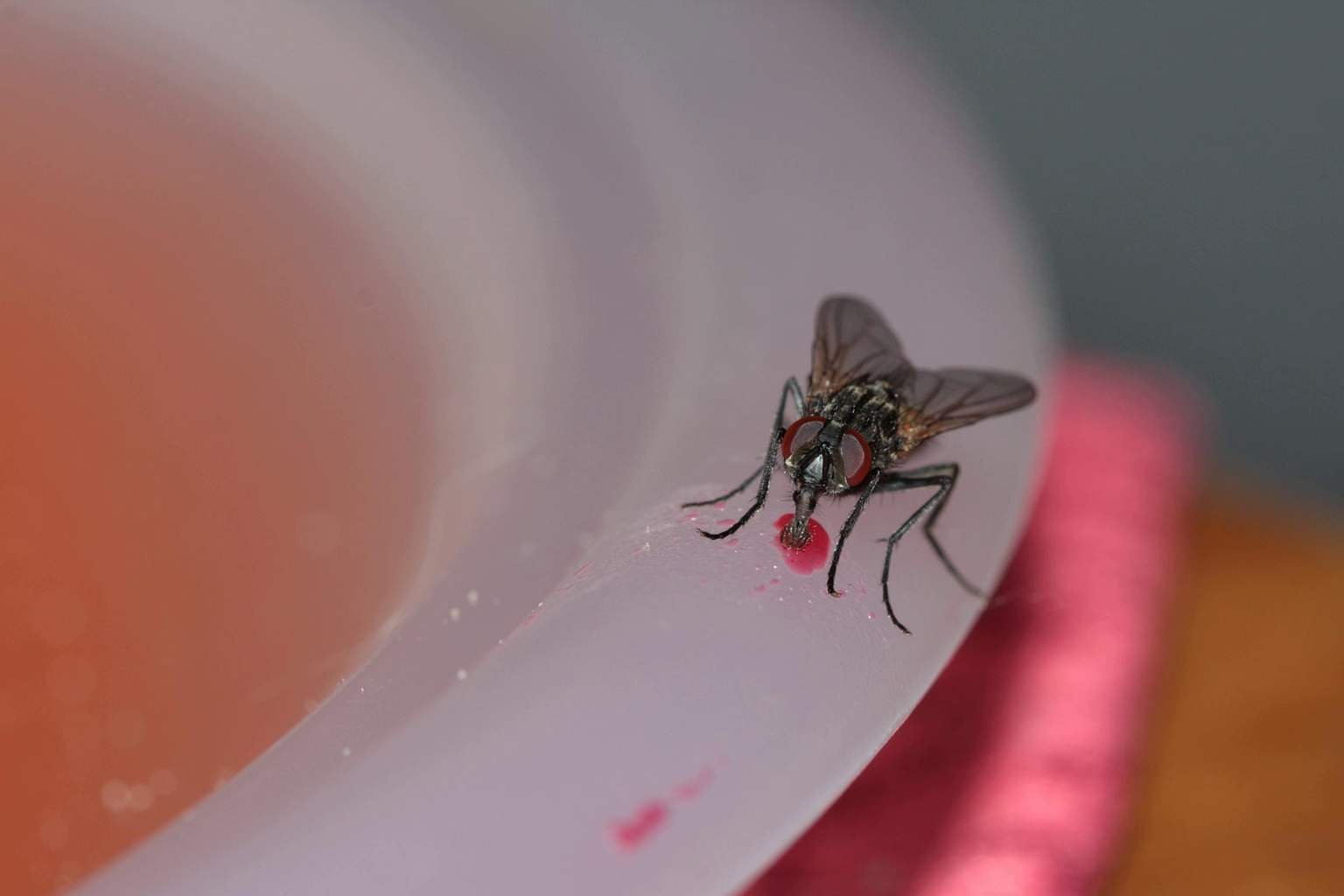 Say goodbye to flies this summer with this simple homemade trick