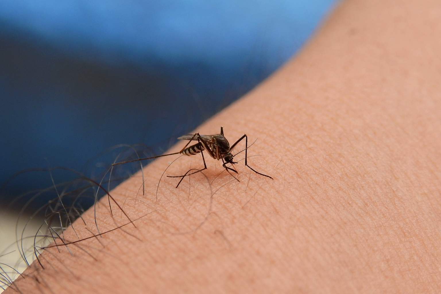 The most effective natural trick to avoid mosquito bites this summer—no creams or lemon needed