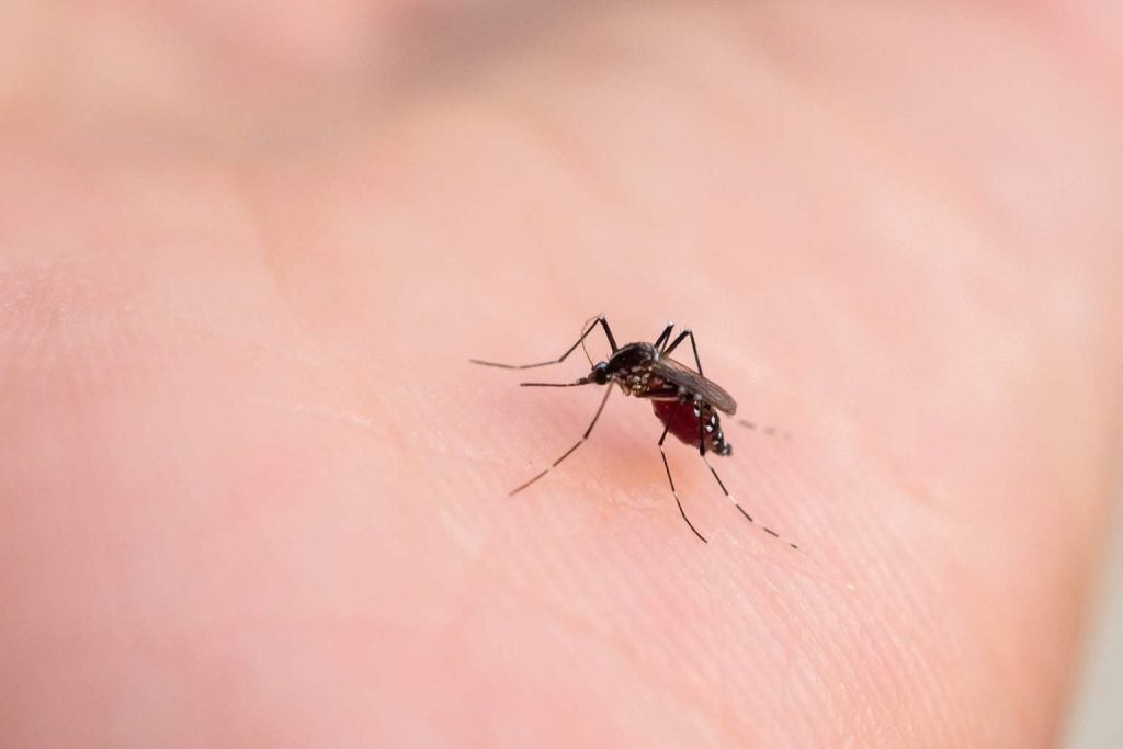 The only mosquito repellent that actually works according to science—others are completely ineffective