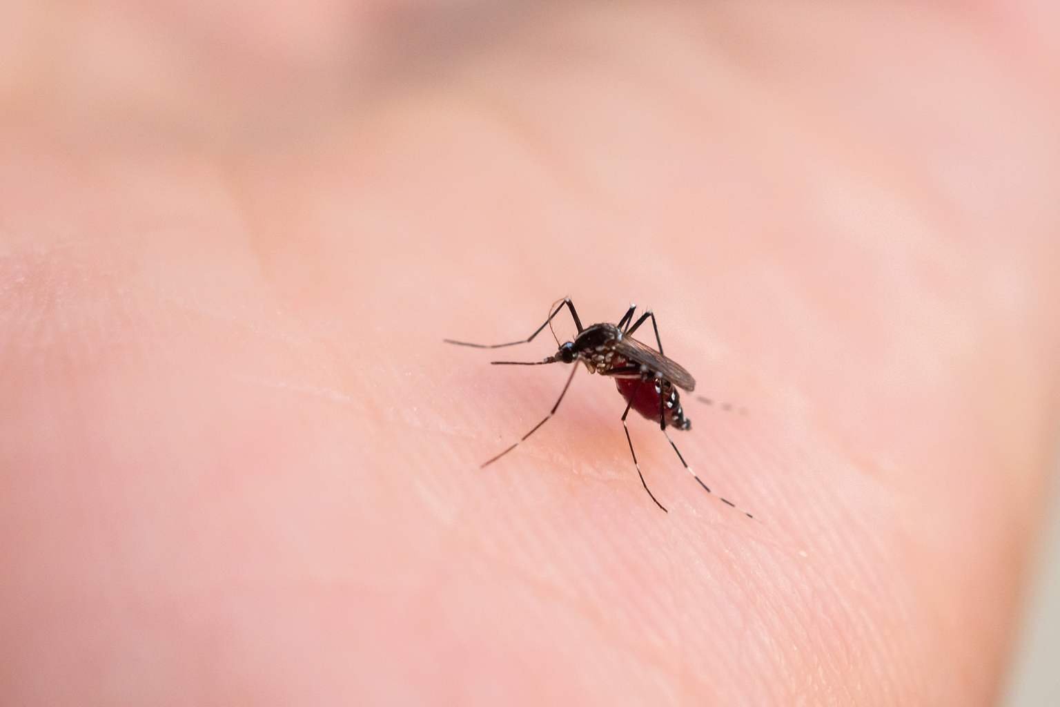 The only mosquito repellent that actually works according to science—others are completely ineffective