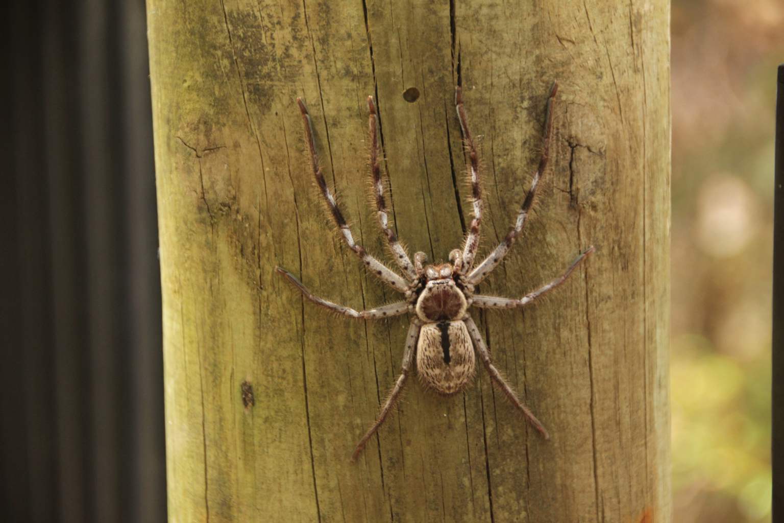 The simple, radical trick to keep spiders out of your home without lemon or vinegar