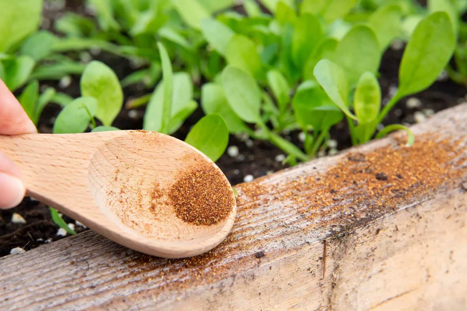 This spice is worth its weight in gold in the garden: how to use this grandma’s trick on your plants