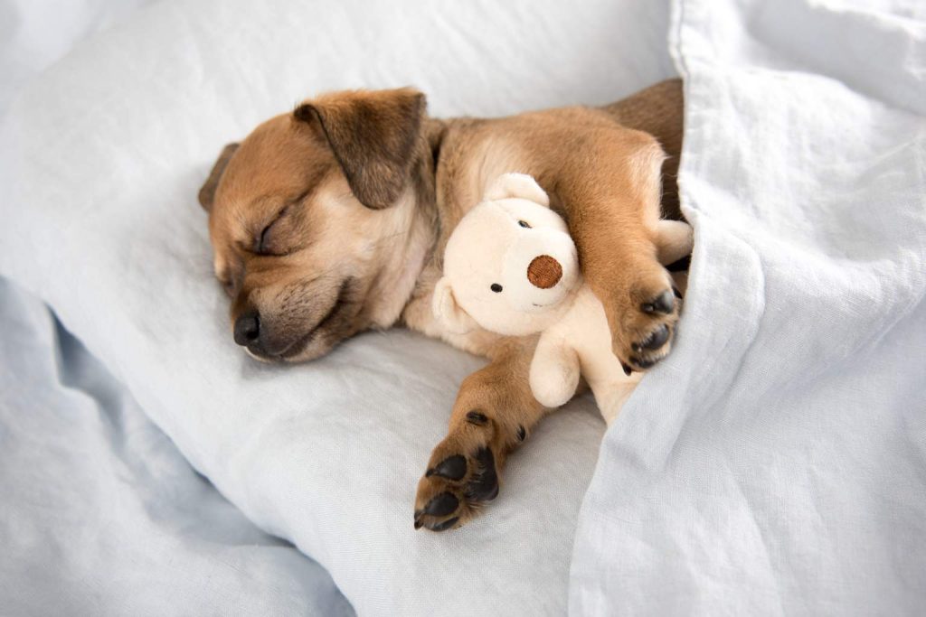 What do dogs dream about? Harvard reveals the heartwarming truth behind their sleep behaviors
