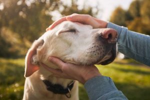 What it means when someone prefers dogs to people, according to psychology