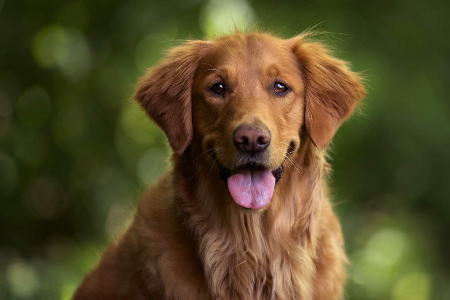 Your dog could save your life: how they detect diseases before doctors do