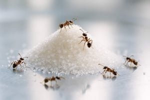 Got ants? Table salt is the fast, chemical-free way to get rid of them
