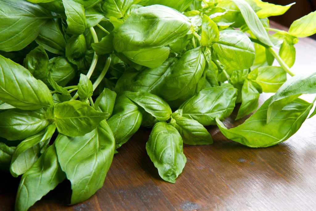 Neither in the fridge nor in plastic wrap: the trick to keep basil fresh for a long time