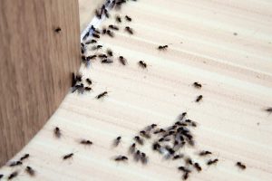 Say goodbye to ants forever with this simple fruit trick that really works