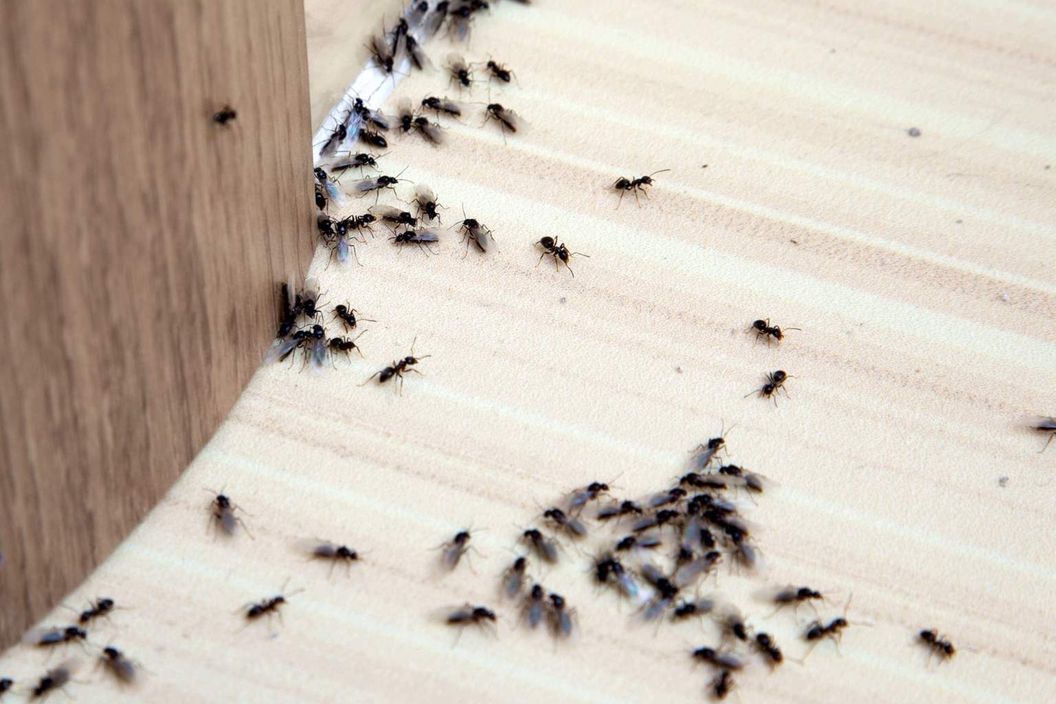Say goodbye to ants forever with this simple fruit trick that really works