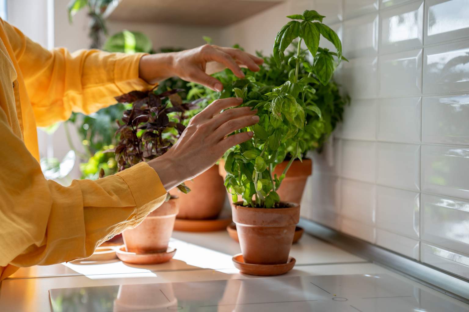 Say goodbye to flies with this amazing indoor plant full of useful benefits!