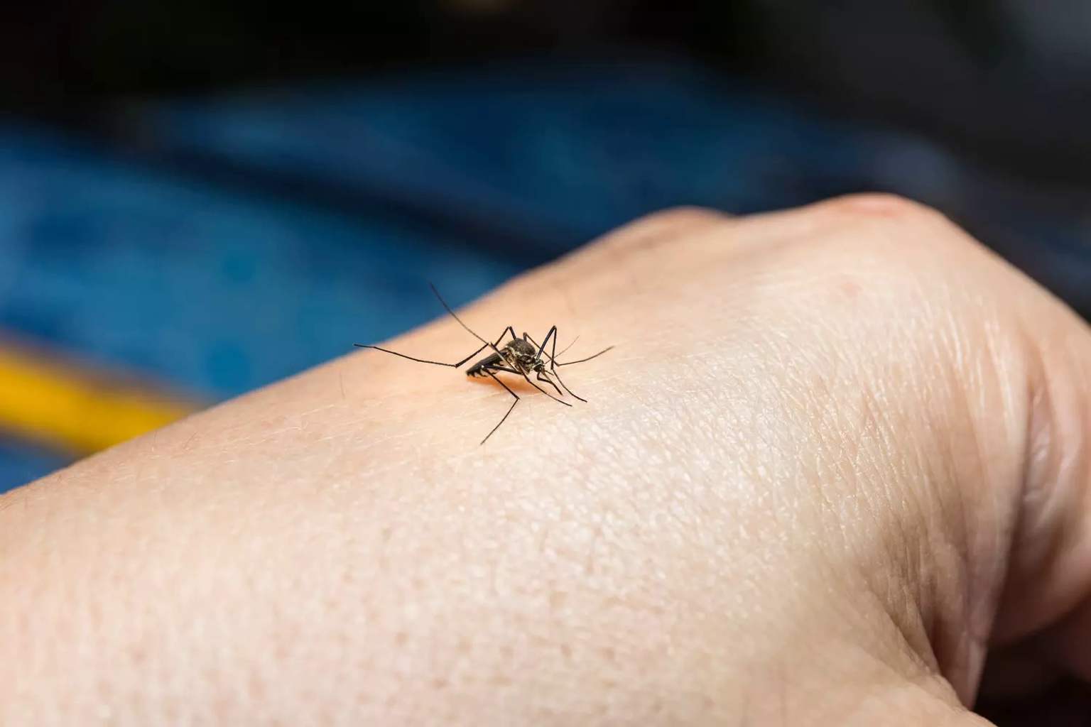 The only mosquito repellent proven truly effective by science—why the rest don’t work