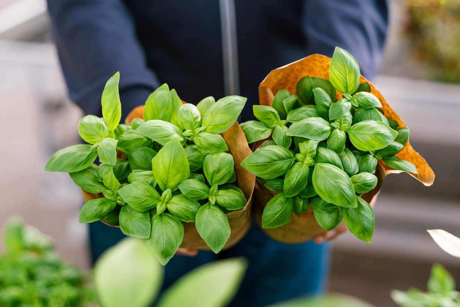 The two common kitchen ingredients that boost basil growth like never before